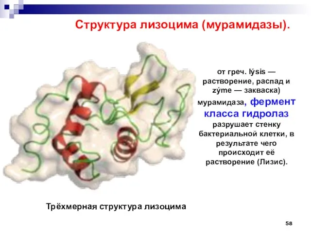 от греч. lýsis — растворение, распад и zýme — закваска) мурамидаза,