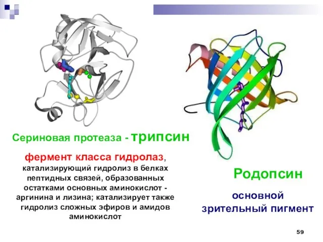 Сериновая протеаза - трипсин Родопсин фермент класса гидролаз, катализирующий гидролиз в