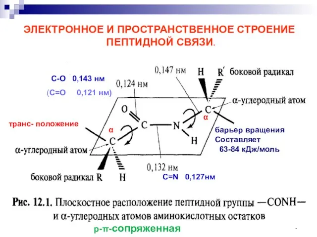 ЭЛЕКТРОННОЕ И ПРОСТРАНСТВЕННОЕ СТРОЕНИЕ ПЕПТИДНОЙ СВЯЗИ. р--сопряженная система барьер вращения Составляет