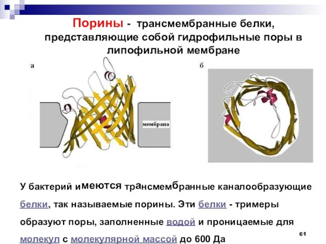 У бактерий имеются трансмембранные каналообразующие белки, так называемые порины. Эти белки