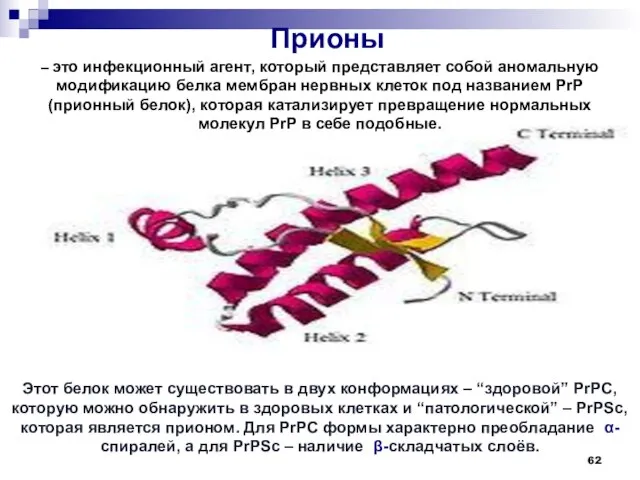 Этот белок может существовать в двух конформациях – “здоровой” PrPC, которую