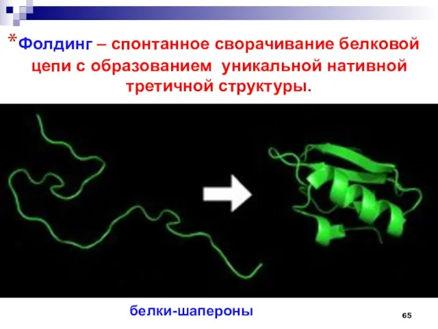 Фолдинг – спонтанное сворачивание белковой цепи с образованием уникальной нативной третичной структуры. белки-шапероны