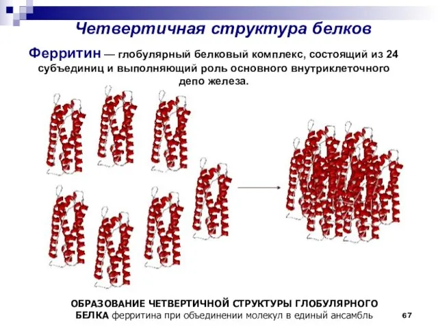 Четвертичная структура белков ОБРАЗОВАНИЕ ЧЕТВЕРТИЧНОЙ СТРУКТУРЫ ГЛОБУЛЯРНОГО БЕЛКА ферритина при объединении