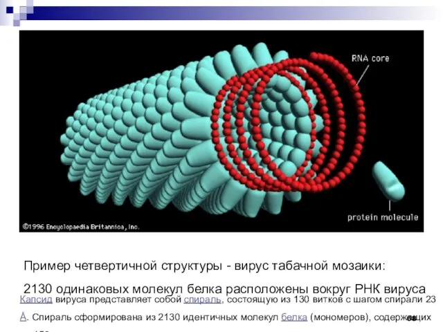 Пример четвертичной структуры - вирус табачной мозаики: 2130 одинаковых молекул белка