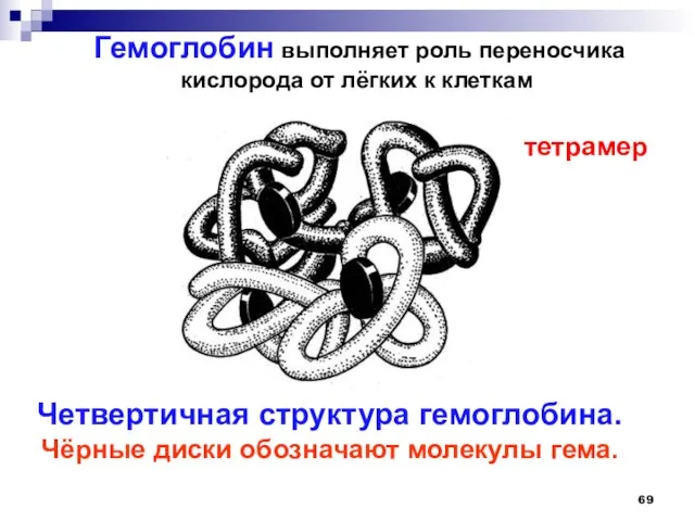 Гемоглобин выполняет роль переносчика кислорода от лёгких к клеткам Четвертичная структура