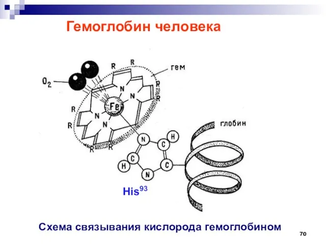 Гемоглобин человека Схема связывания кислорода гемоглобином His93