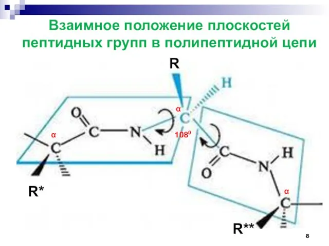 Взаимное положение плоскостей пептидных групп в полипептидной цепи α α α R R* R** 1080