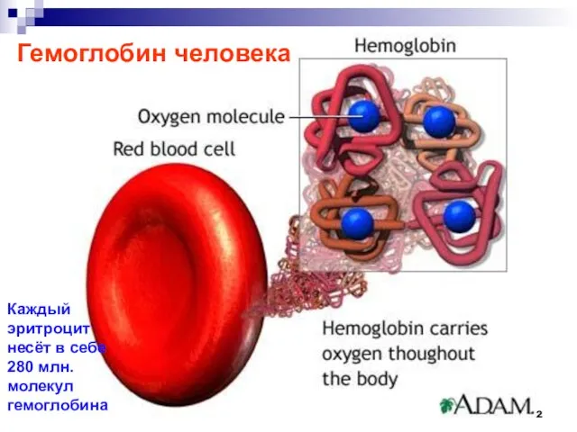 Гемоглобин человека Каждый эритроцит несёт в себе 280 млн. молекул гемоглобина