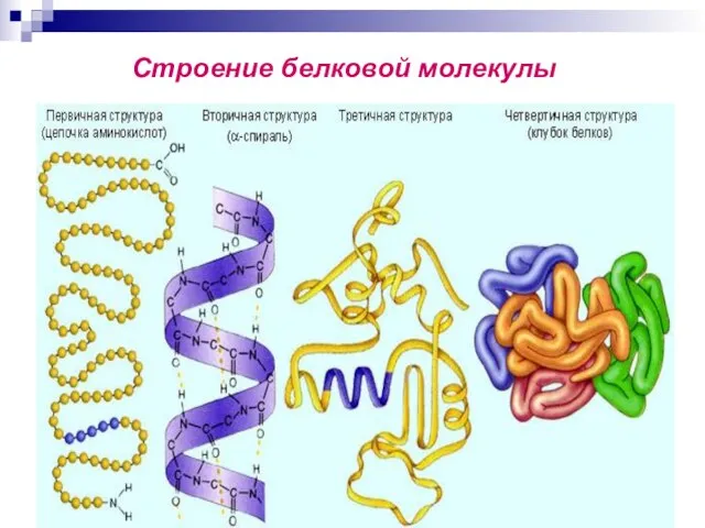 Строение белковой молекулы