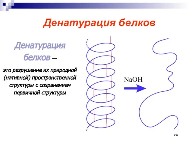 Денатурация белков Денатурация белков — это разрушение их природной (нативной) пространственной структуры с сохранением первичной структуры