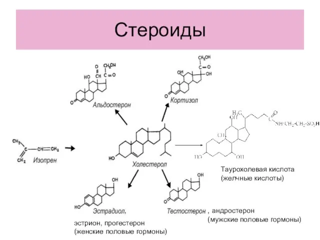 Стероиды Таурохолевая кислота (желчные кислоты) , андростерон (мужские половые гормоны) , эстрион, прогестерон (женские половые гормоны)