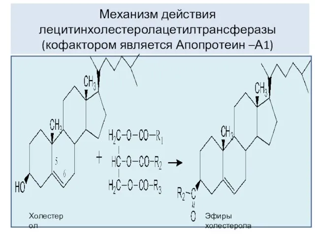 Механизм действия лецитинхолестеролацетилтрансферазы (кофактором является Апопротеин –А1) Холестерол Эфиры холестерола