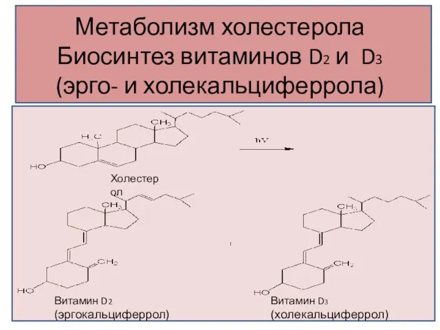 Метаболизм холестерола Биосинтез витаминов D2 и D3 (эрго- и холекальциферрола) Витамин