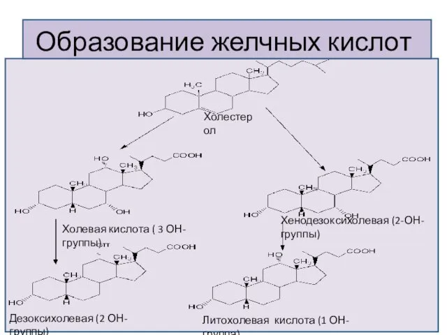 Образование желчных кислот Холестерол Холевая кислота ( 3 ОН-группы) Хенодезоксихолевая (2-ОН-группы)