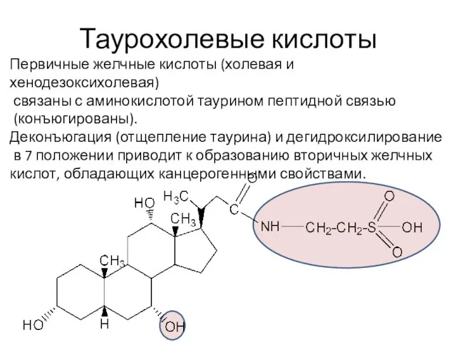 Таурохолевые кислоты Первичные желчные кислоты (холевая и хенодезоксихолевая) связаны с аминокислотой