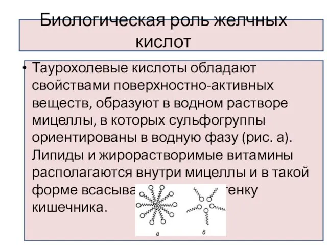 Биологическая роль желчных кислот Таурохолевые кислоты обладают свойствами поверхностно-активных веществ, образуют