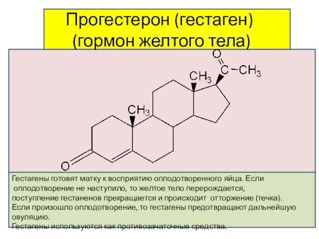 Прогестерон (гестаген) (гормон желтого тела) Гестагены готовят матку к восприятию оплодотворенного