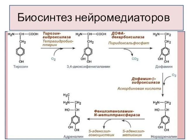 Биосинтез нейромедиаторов