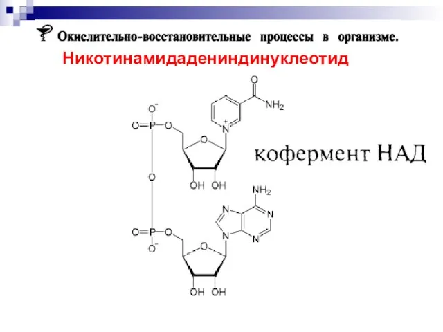 Никотинамидадениндинуклеотид