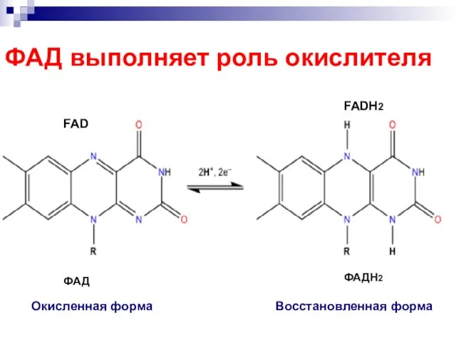 ФАД выполняет роль окислителя FAD FADH2 ФАД ФАДН2 Окисленная форма Восстановленная форма