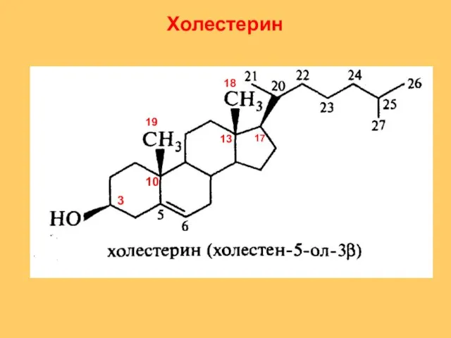 3 10 13 19 18 17 Холестерин