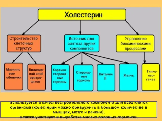 используется в качествестроительного компонента для всех клеток организма (холестерин можно обнаружить