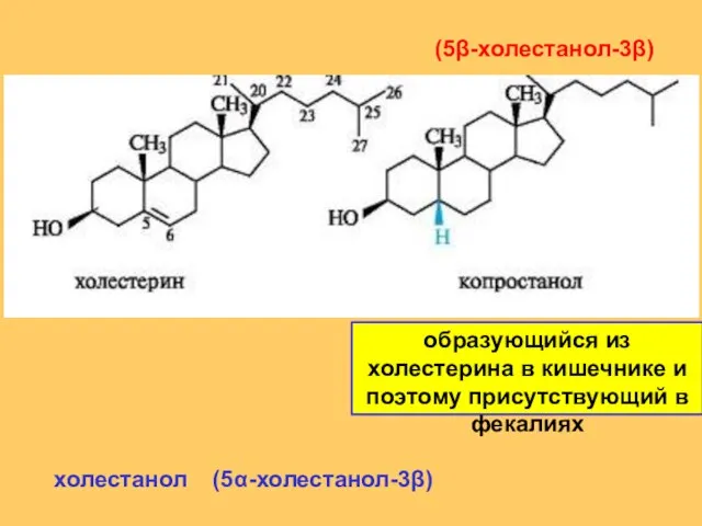 (5β-холестанол-3β) холестанол (5α-холестанол-3β) образующийся из холестерина в кишечнике и поэтому присутствующий в фекалиях