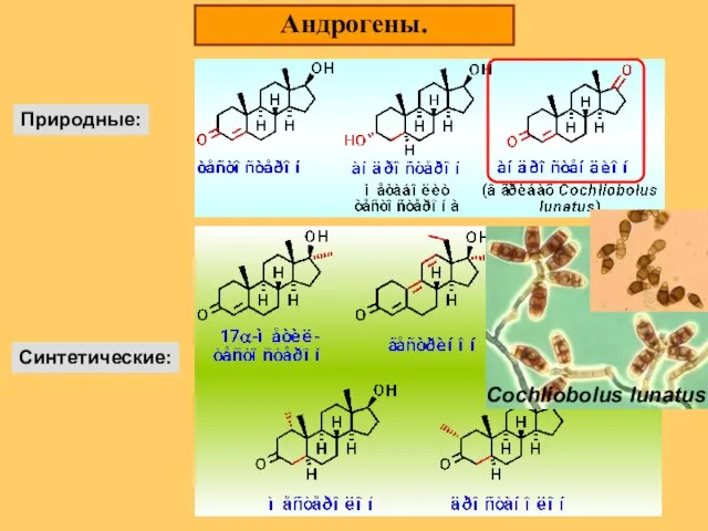 Андрогены. Природные: Синтетические: