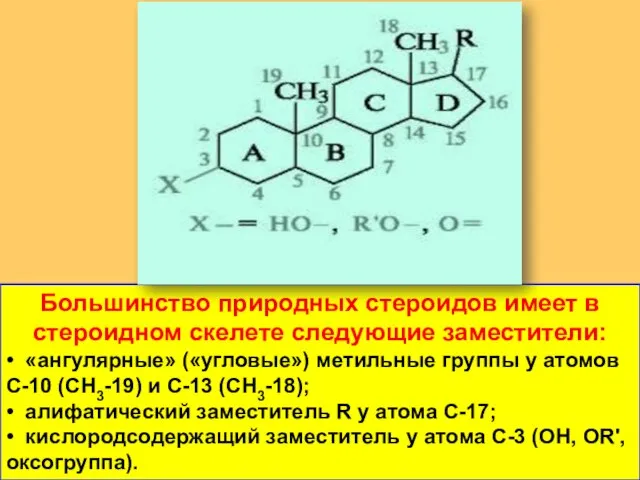 Большинство природных стероидов имеет в стероидном скелете следующие заместители: • «ангулярные»