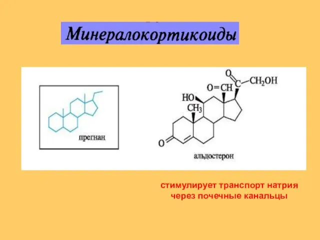 стимулирует транспорт натрия через почечные канальцы