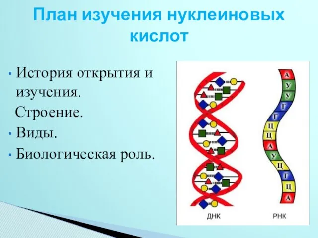 История открытия и изучения. Строение. Виды. Биологическая роль. План изучения нуклеиновых кислот