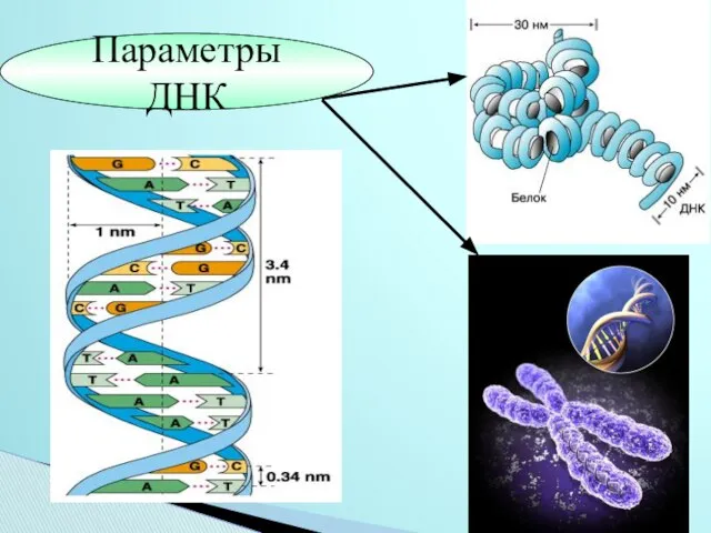Параметры ДНК