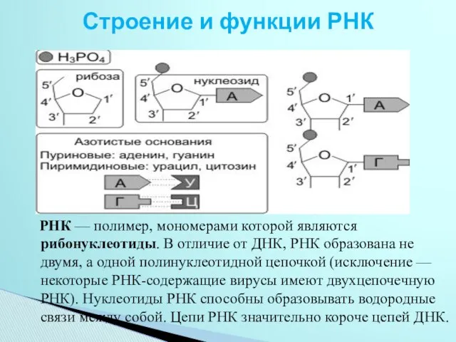 Строение и функции РНК РНК — полимер, мономерами которой являются рибонуклеотиды.