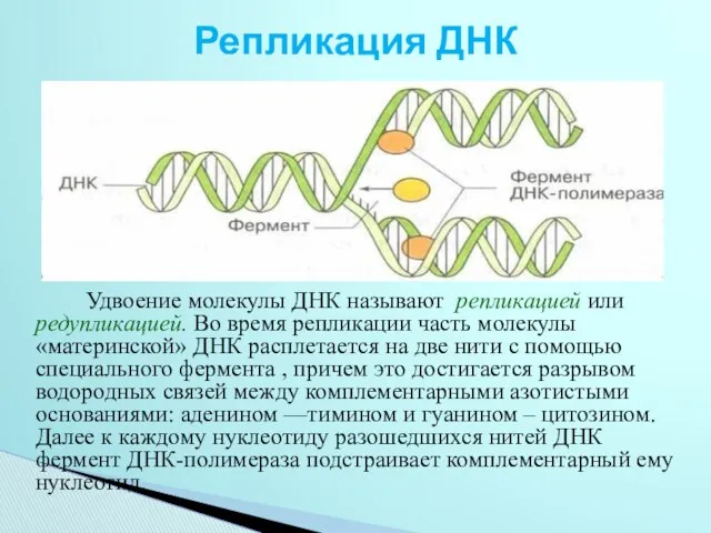 Репликация ДНК Удвоение молекулы ДНК называют репликацией или редупликацией. Во время