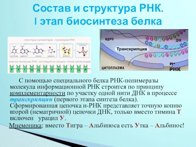 Состав и структура РНК. I этап биосинтеза белка С помощью специального