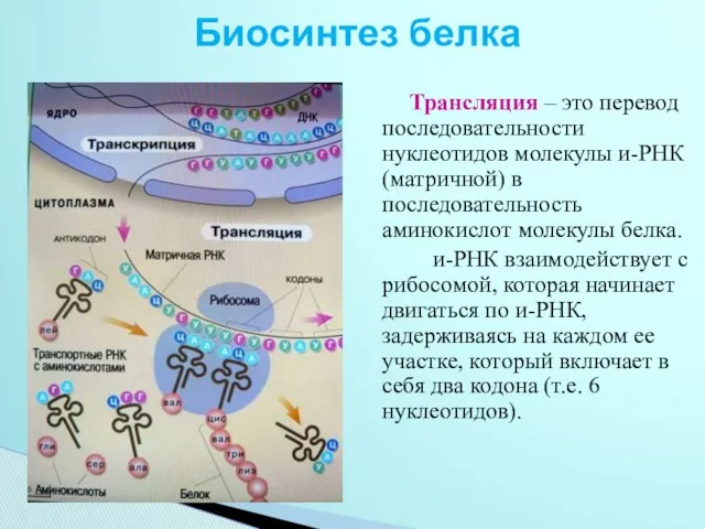 Биосинтез белка Трансляция – это перевод последовательности нуклеотидов молекулы и-РНК (матричной)