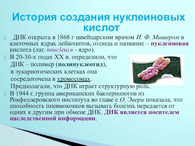 История создания нуклеиновых кислот ДНК открыта в 1868 г швейцарским врачом