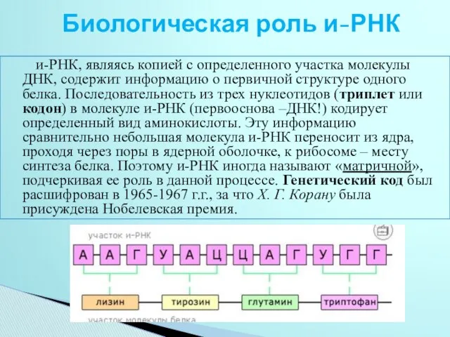 и-РНК, являясь копией с определенного участка молекулы ДНК, содержит информацию о