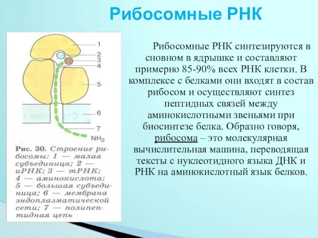 Рибосомные РНК Рибосомные РНК синтезируются в сновном в ядрышке и составляют