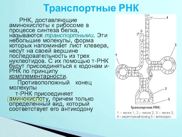 Транспортные РНК РНК, доставляющие аминокислоты к рибосоме в процессе синтеза белка,