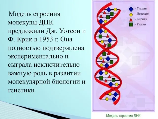 Модель строения молекулы ДНК предложили Дж. Уотсон и Ф. Крик в