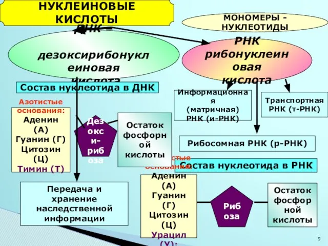 НУКЛЕИНОВЫЕ КИСЛОТЫ МОНОМЕРЫ - НУКЛЕОТИДЫ ДНК – дезоксирибонуклеиновая кислота РНК рибонуклеиновая