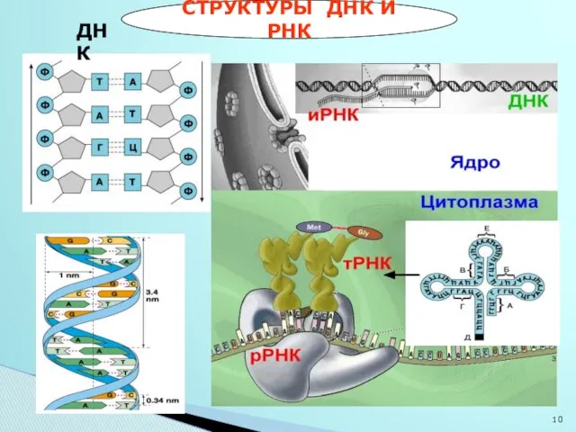 СТРУКТУРЫ ДНК И РНК ДНК