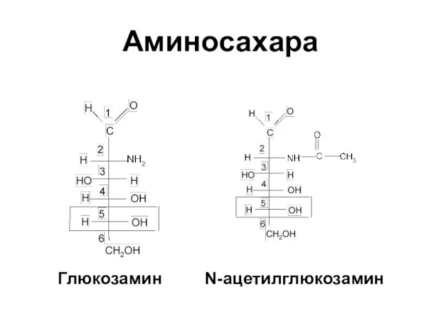 Аминосахара Глюкозамин N-ацетилглюкозамин