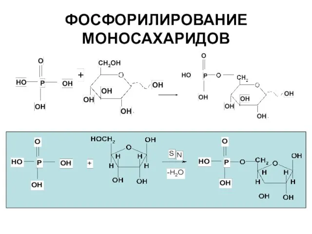 ФОСФОРИЛИРОВАНИЕ МОНОСАХАРИДОВ