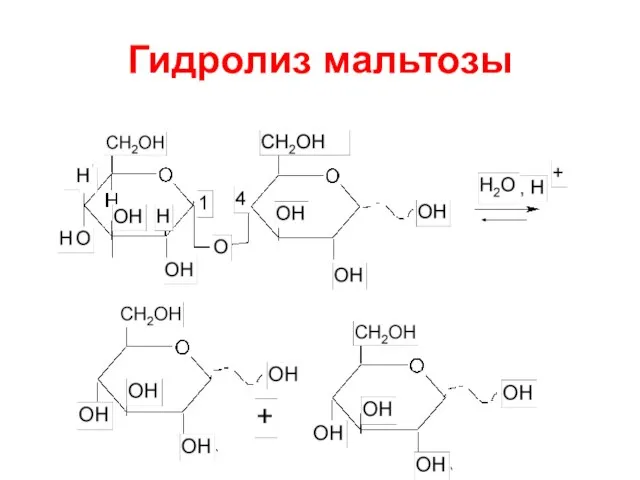 Гидролиз мальтозы