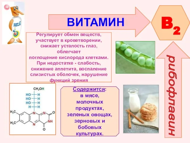 ВИТАМИН B2 рибофлавин Регулирует обмен веществ, участвует в кроветворении, снижает усталость