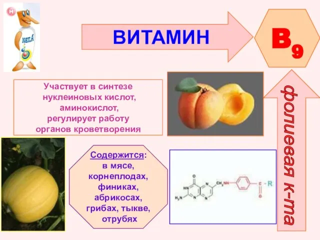 ВИТАМИН B9 фолиевая к-та Участвует в синтезе нуклеиновых кислот, аминокислот, регулирует