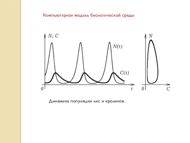 Динамика популяции лис и кроликов. Компьютерная модель биологической среды