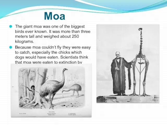 Moa The giant moa was one of the biggest birds ever